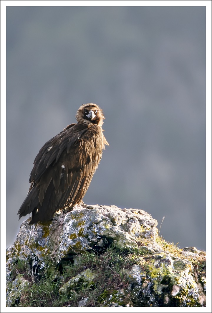 Les oiseaux des gorges de la Dourbie